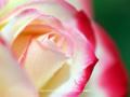「薔薇・バラ」の壁紙(11)ダウンロード | Go to the download page of Rose