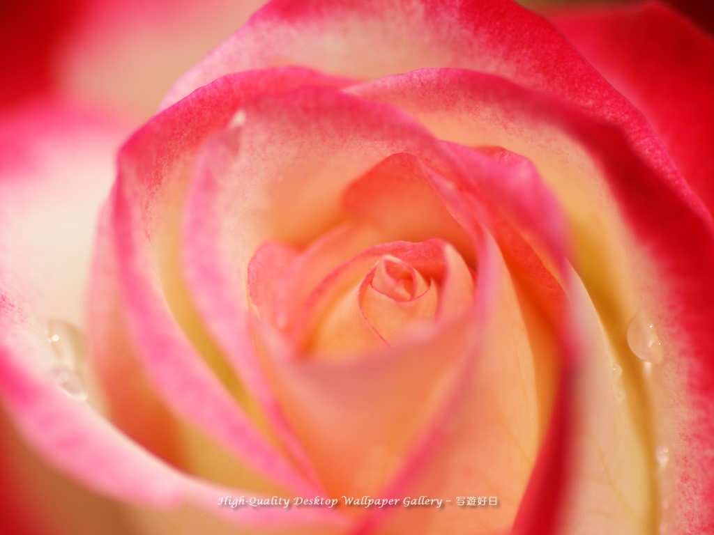 花心の壁紙/Wallpaper of Center of Rose (1024×768)