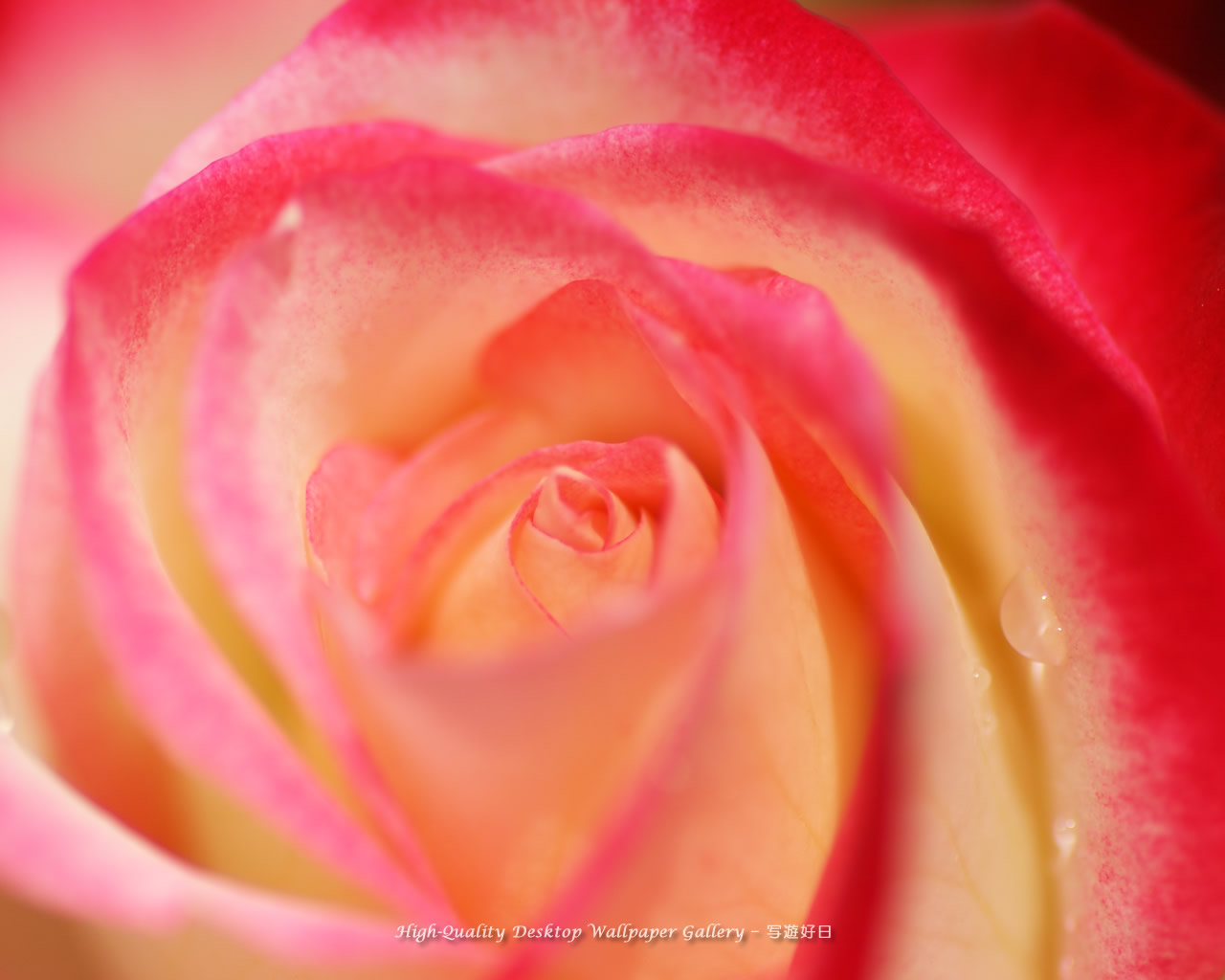 花心の壁紙/Wallpaper of Center of Rose (1280×1024)