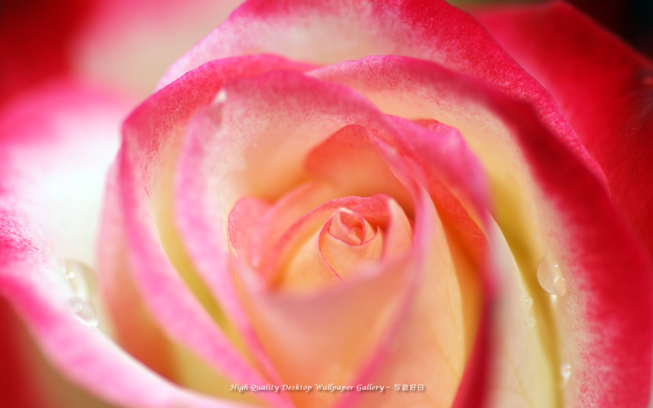 花心の壁紙/Wallpaper of Center of Rose (1280×800)