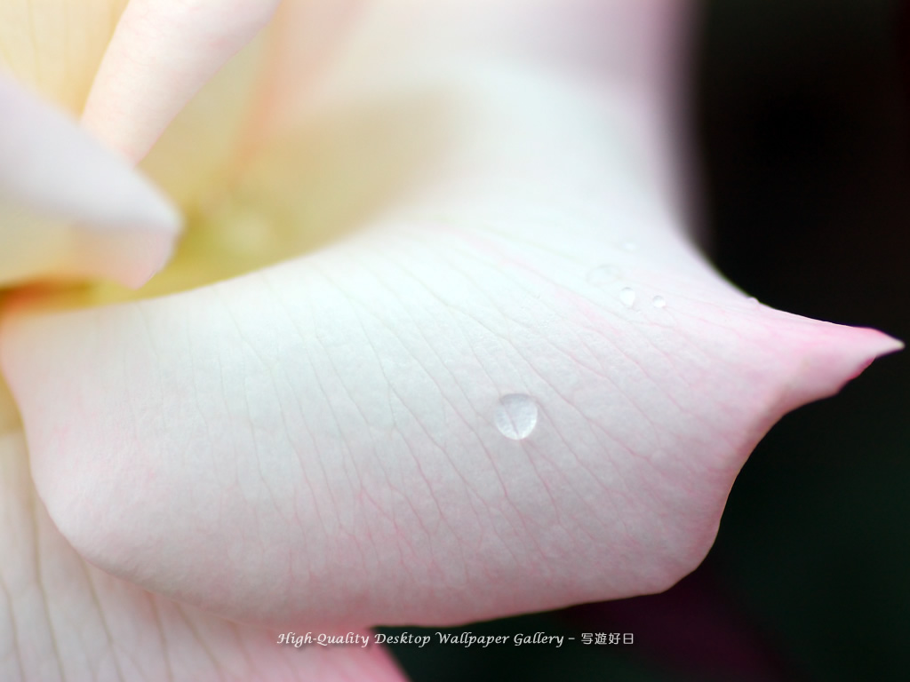 雫の壁紙／Wallpaper of Dew on a Rose (1024×768)