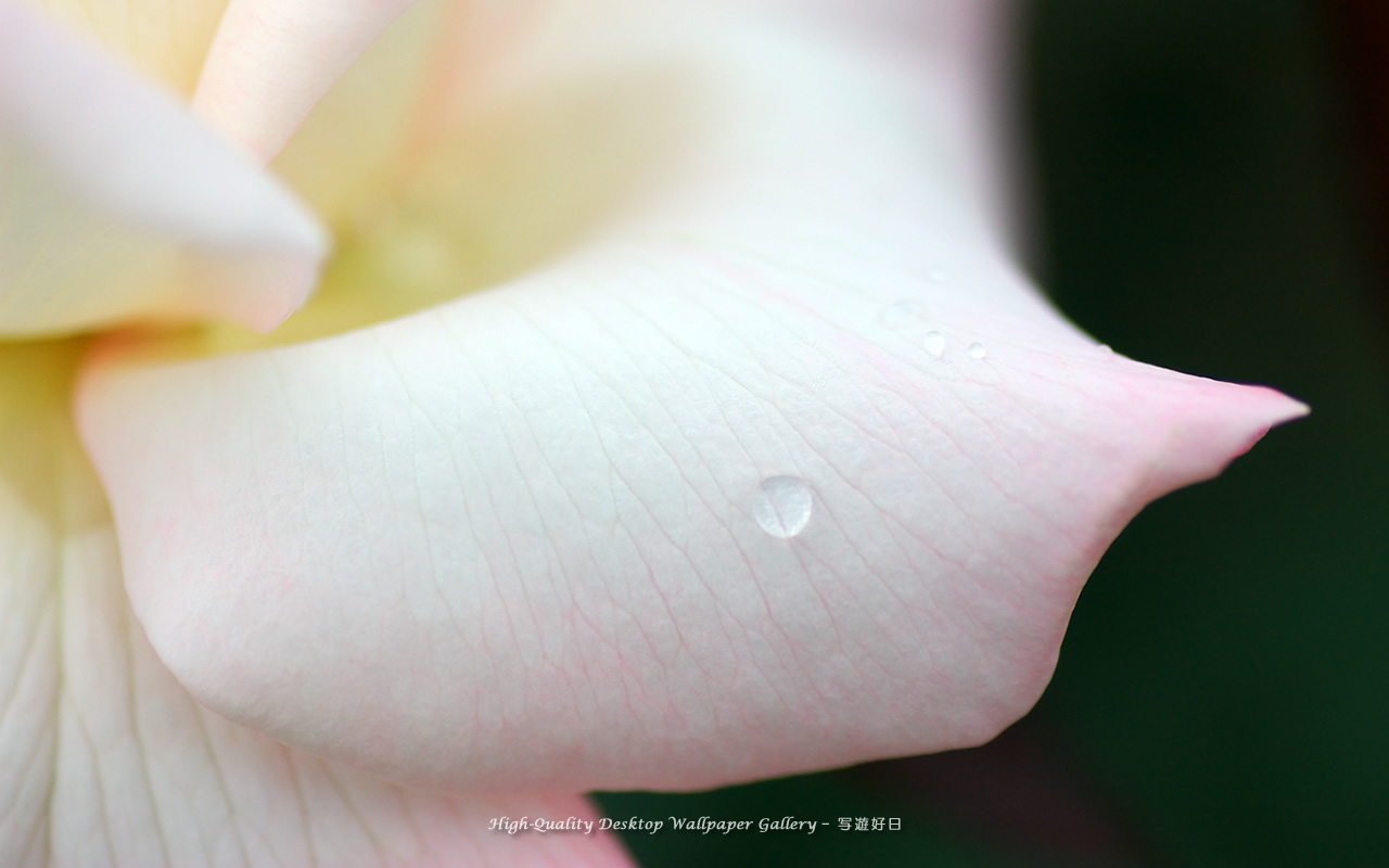 雫の壁紙／Wallpaper of Dew on a Rose (1280×800)