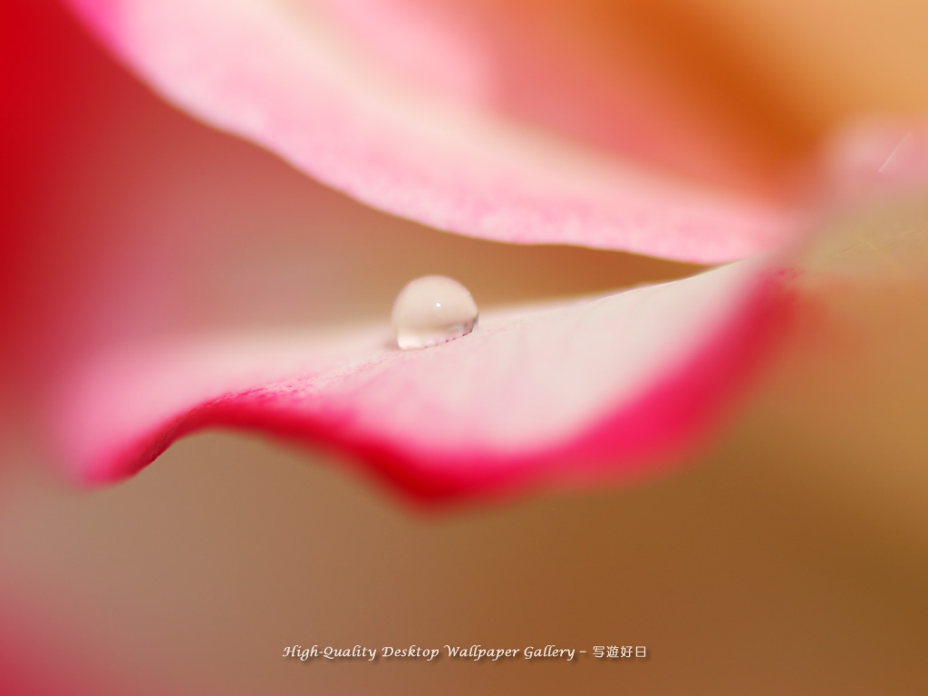 雫（しずく）の壁紙／Wallpaper of Dewdrop (1024×768)