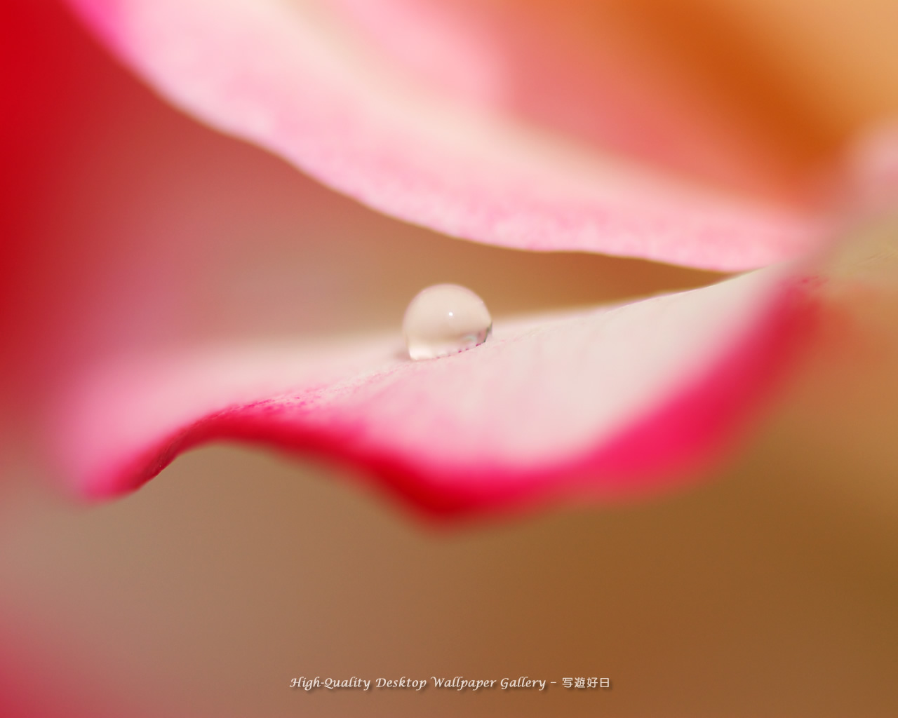 雫（しずく）の壁紙／Wallpaper of Dewdrop (1280×1024)
