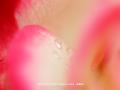 「薔薇・バラ」の壁紙(15)ダウンロード | Go to the download page of Rose