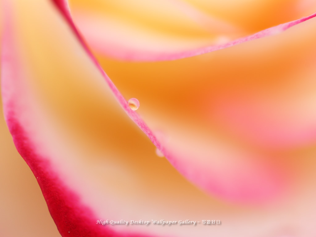 薔薇の泪の壁紙/Wallpaper of Teardrop (1024×768)