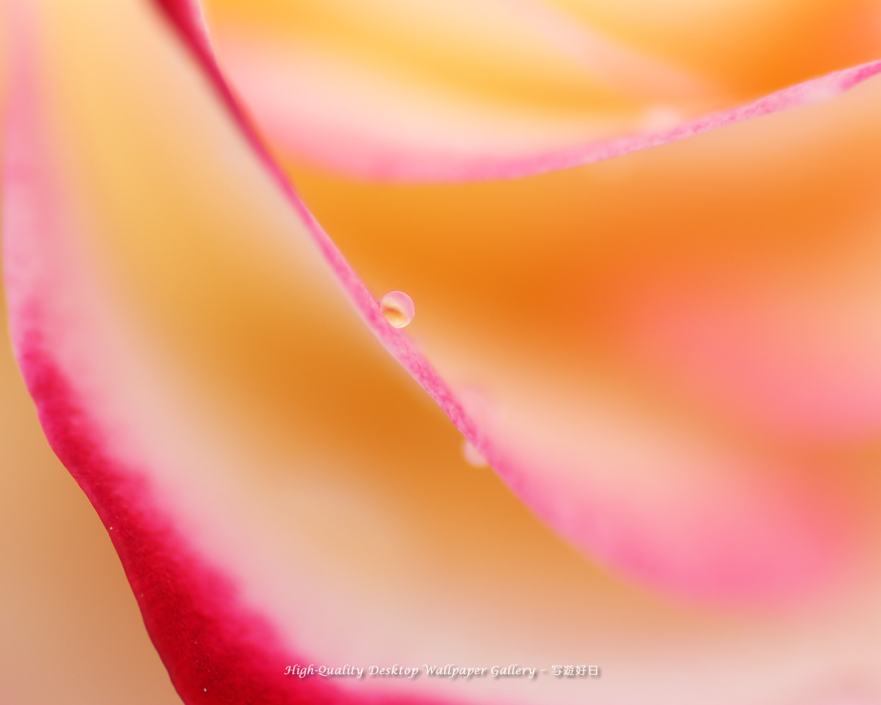 薔薇の泪の壁紙/Wallpaper of Teardrop (1280×1024)