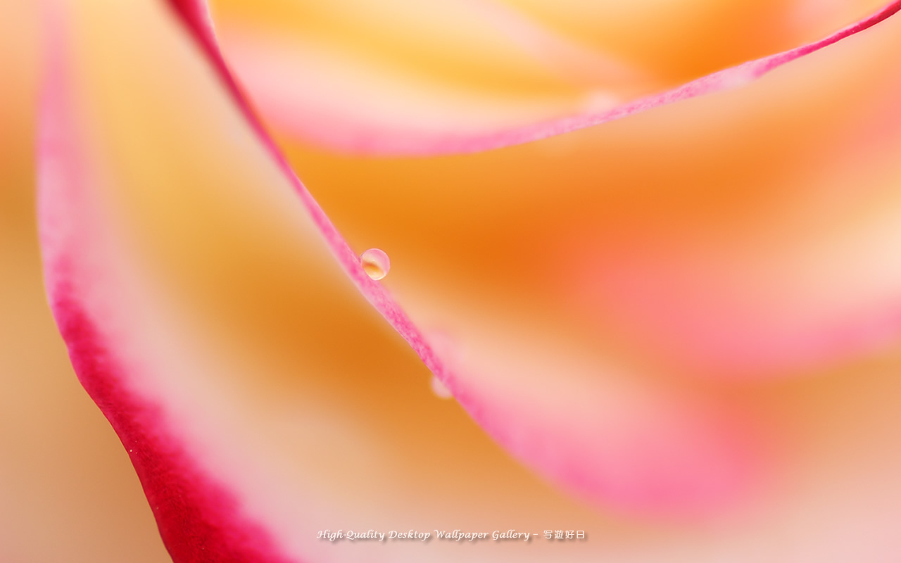 薔薇の泪の壁紙/Wallpaper of Teardrop (1280×800)