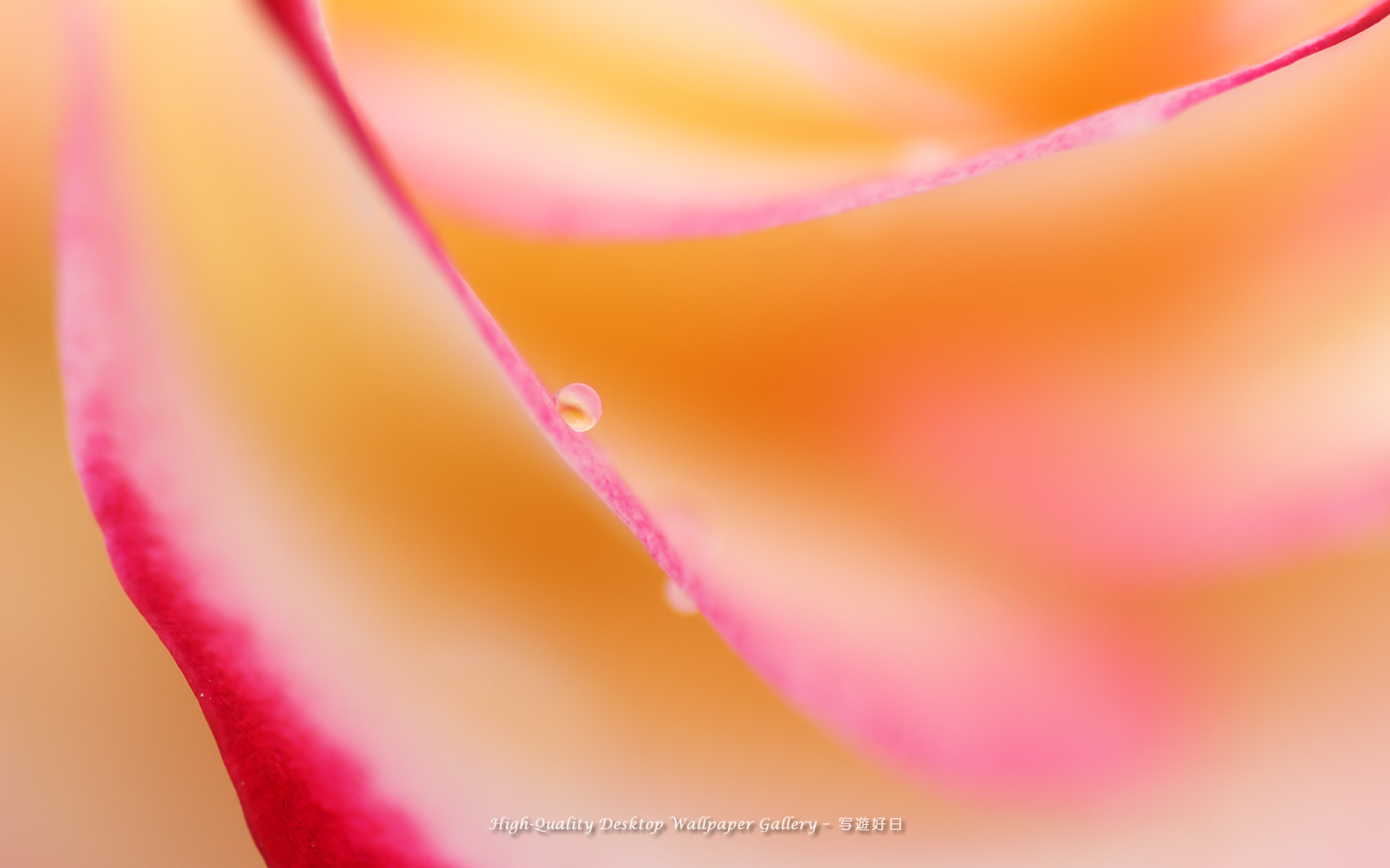 薔薇の泪の壁紙/Wallpaper of Teardrop (1680×1050)