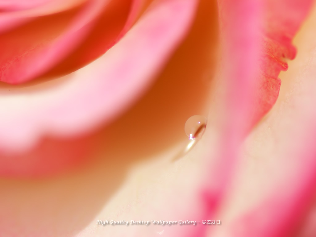 バラと雫の壁紙/Wallpaper of Dew on a petal (1024×768)