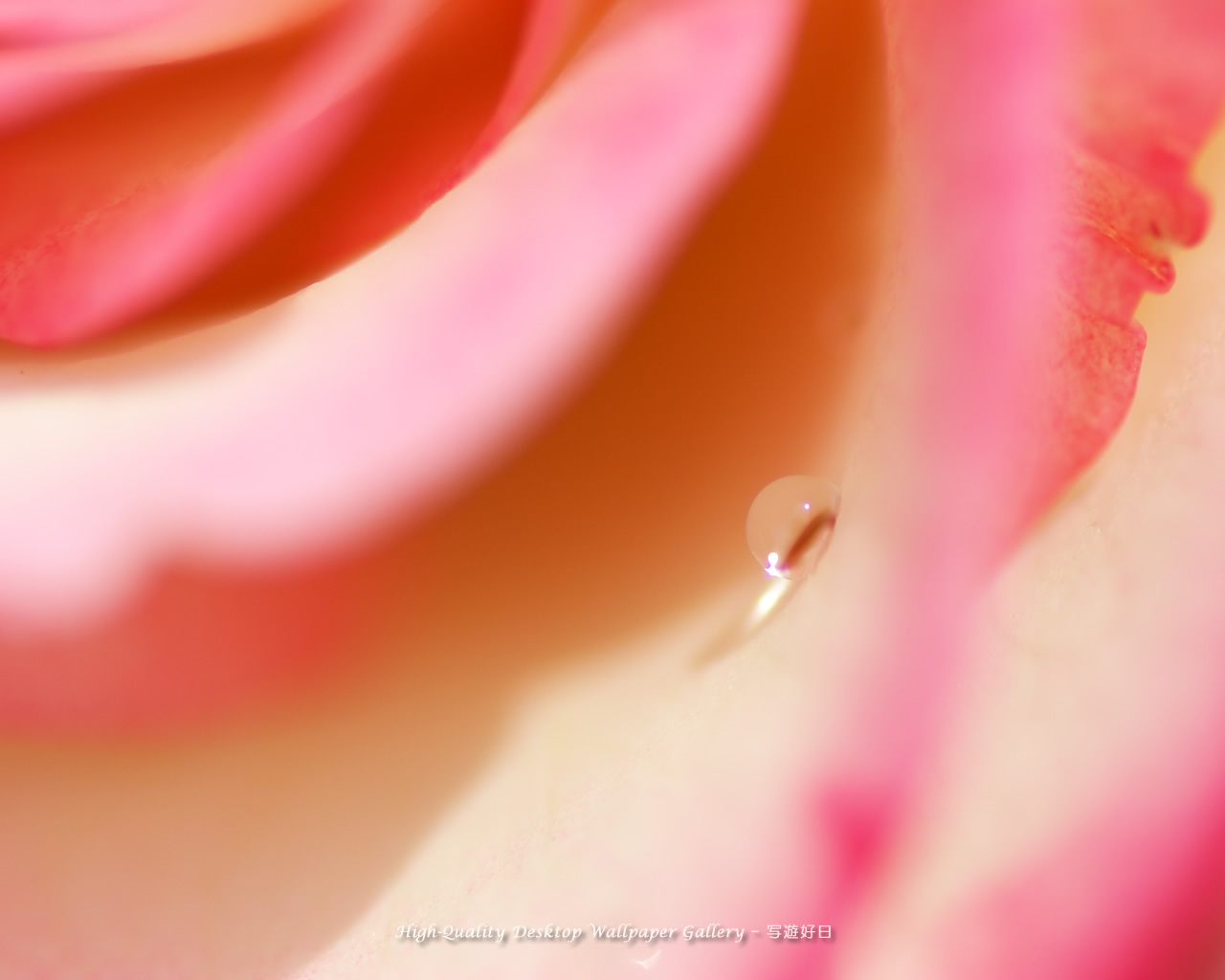 バラと雫の壁紙/Wallpaper of Dew on a petal (1280×1024)