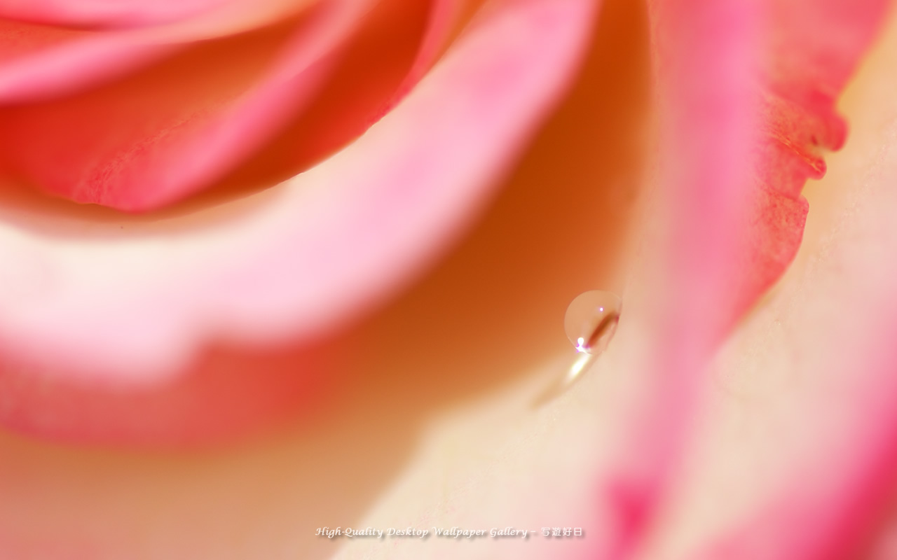 バラと雫の壁紙/Wallpaper of Dew on a petal (1280×800)