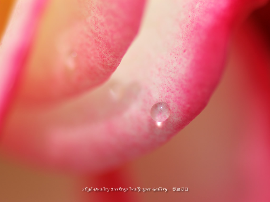 雫輝くの壁紙/Wallpaper of Shining Raindrop (1024×768)