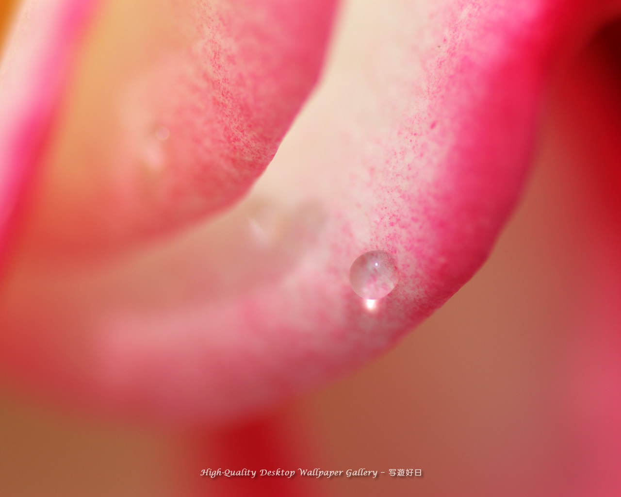 雫輝くの壁紙/Wallpaper of Shining Raindrop (1280×1024)