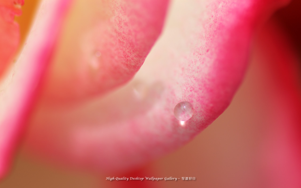 雫輝くの壁紙/Wallpaper of Shining Raindrop (1280×800)