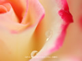 「薔薇・バラ」の壁紙(19)ダウンロード | Go to the download page of Rose