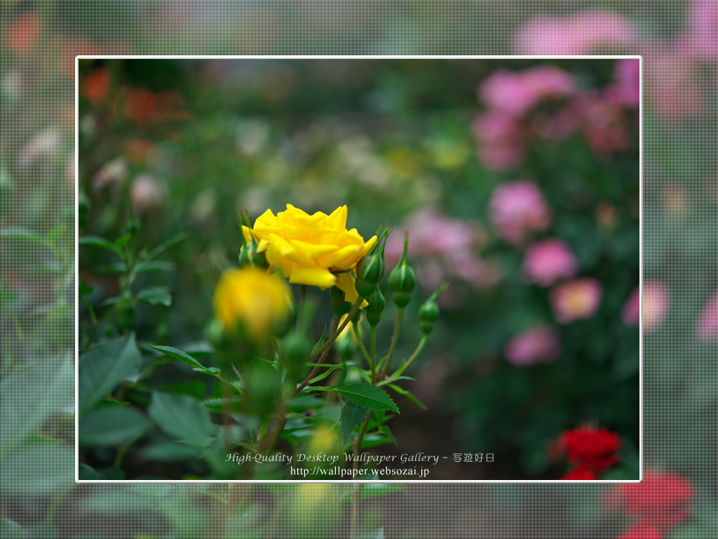 バラ・薔薇の壁紙/Wallpaper ofバラ・薔薇 | Rose-2 (1024×768)