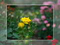 「バラ・薔薇」の壁紙ダウンロード | Go to the download page of Rose