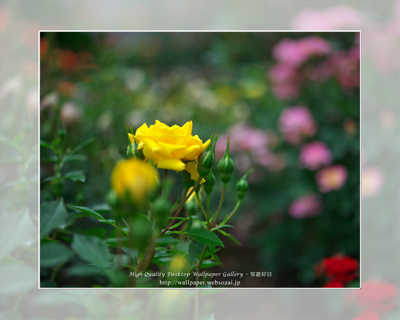 バラ・薔薇の壁紙/Wallpaper ofバラ・薔薇 | Rose-2 (1280×1024)