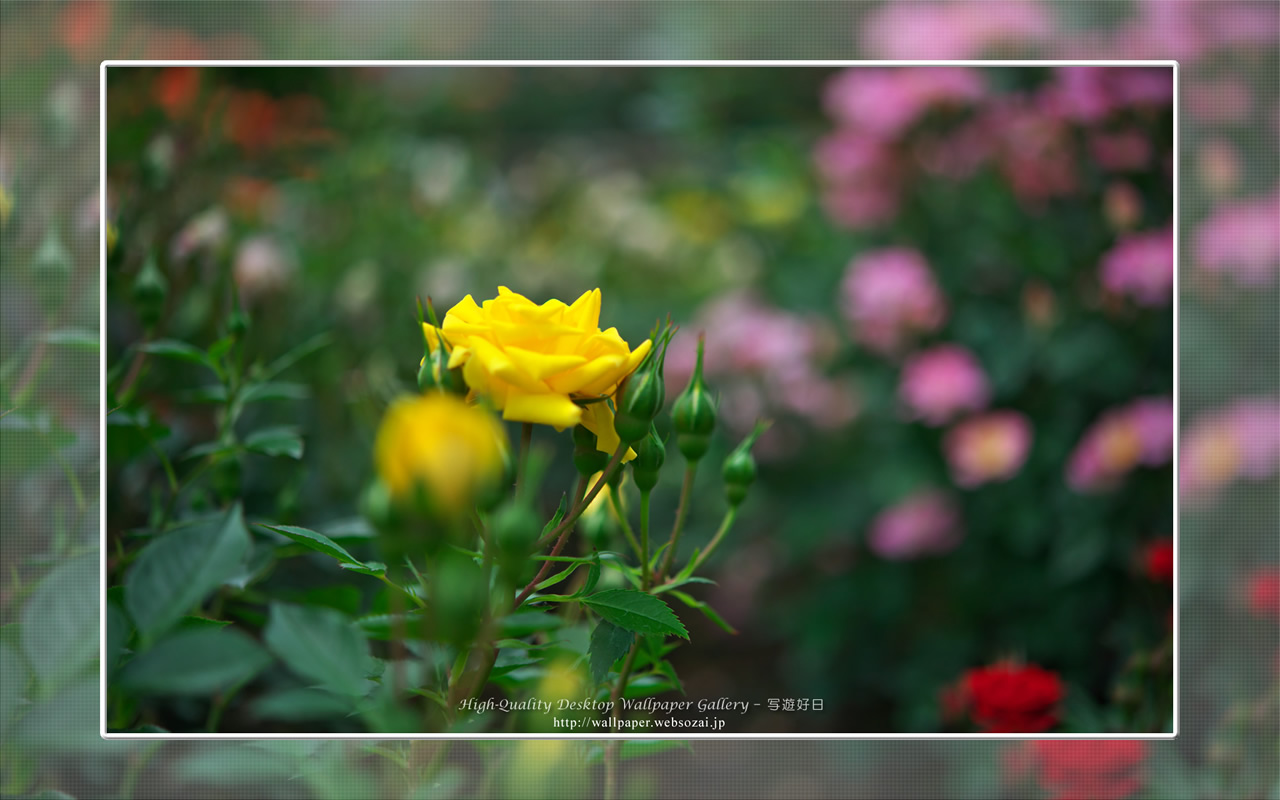 バラ・薔薇の壁紙/Wallpaper ofバラ・薔薇 | Rose-2 (1280×800)
