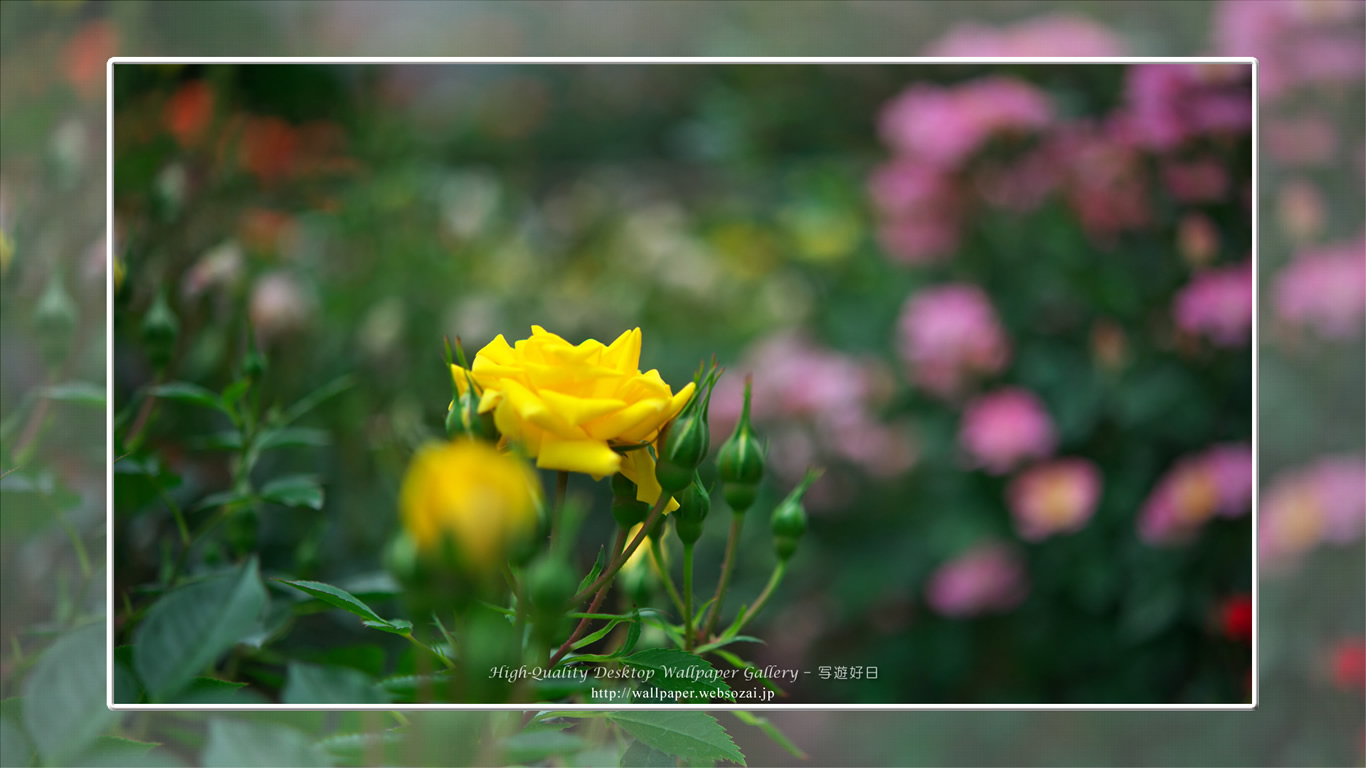 バラ・薔薇の壁紙／Wallpaper ofバラ・薔薇 | Rose-2 (1366×768)