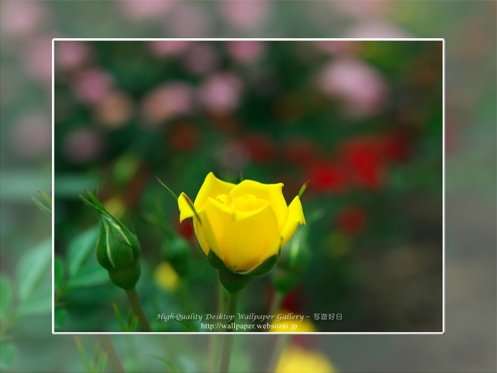 バラ・薔薇の壁紙/Wallpaper ofバラ・薔薇 | Rose-3 (1024×768)