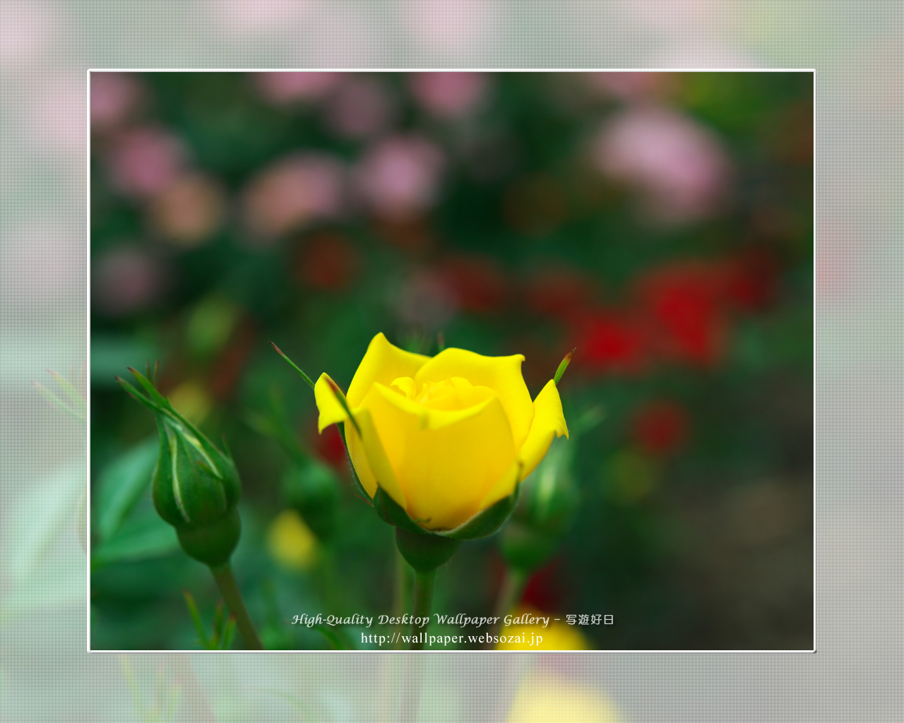 バラ・薔薇の壁紙/Wallpaper ofバラ・薔薇 | Rose-3 (1280×1024)