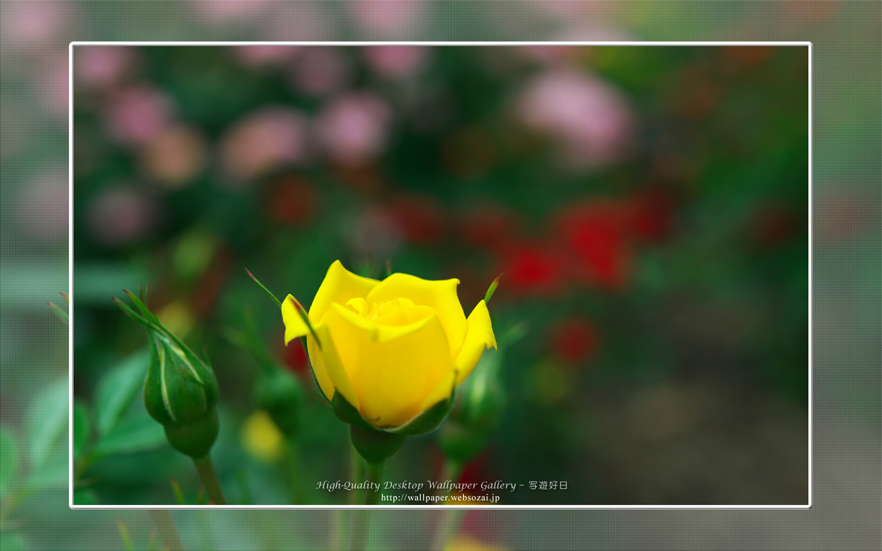 バラ・薔薇の壁紙/Wallpaper ofバラ・薔薇 | Rose-3 (1280×800)