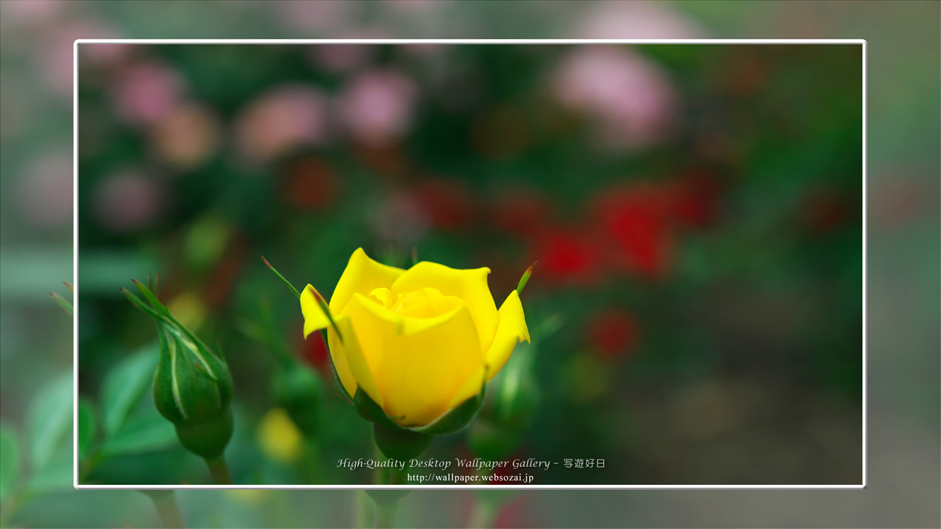 バラ・薔薇の壁紙/Wallpaper ofバラ・薔薇 | Rose-3 (1366×768)