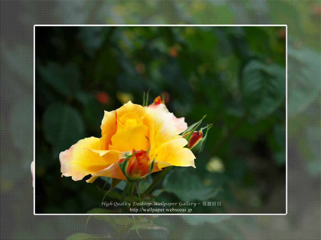 バラ・薔薇の壁紙／Wallpaper ofバラ・薔薇 | Rose-4 (1024×768)