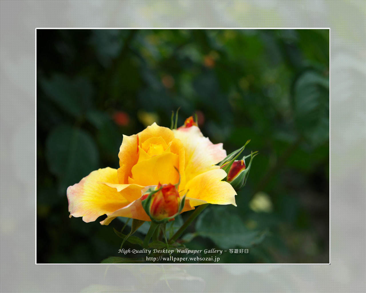 バラ・薔薇の壁紙/Wallpaper ofバラ・薔薇 | Rose-4 (1280×1024)