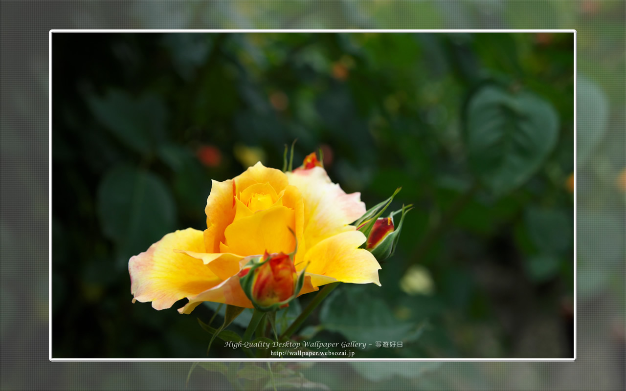 バラ・薔薇の壁紙／Wallpaper ofバラ・薔薇 | Rose-4 (1280×800)