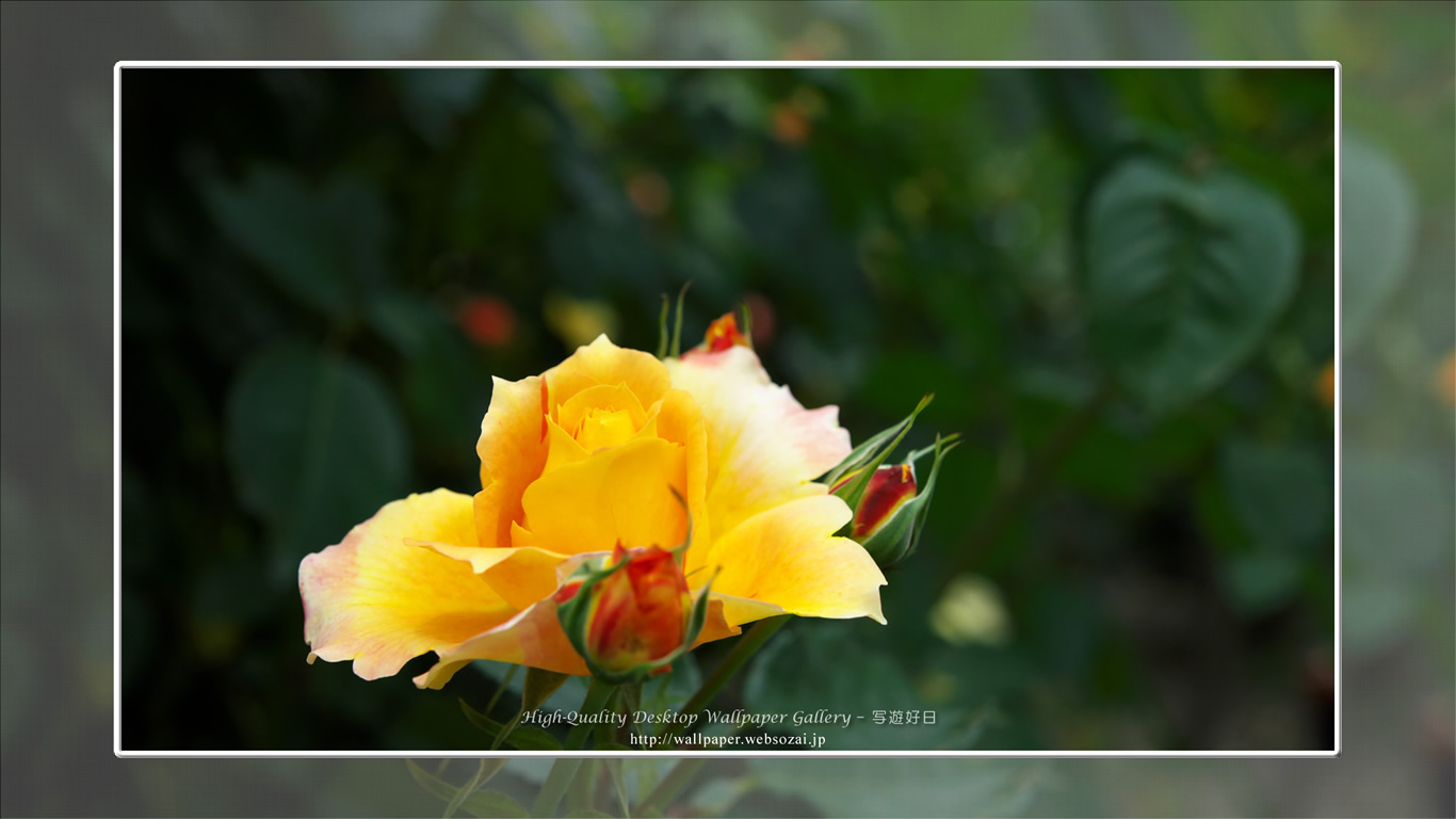 バラ・薔薇の壁紙/Wallpaper ofバラ・薔薇 | Rose-4 (1366×768)