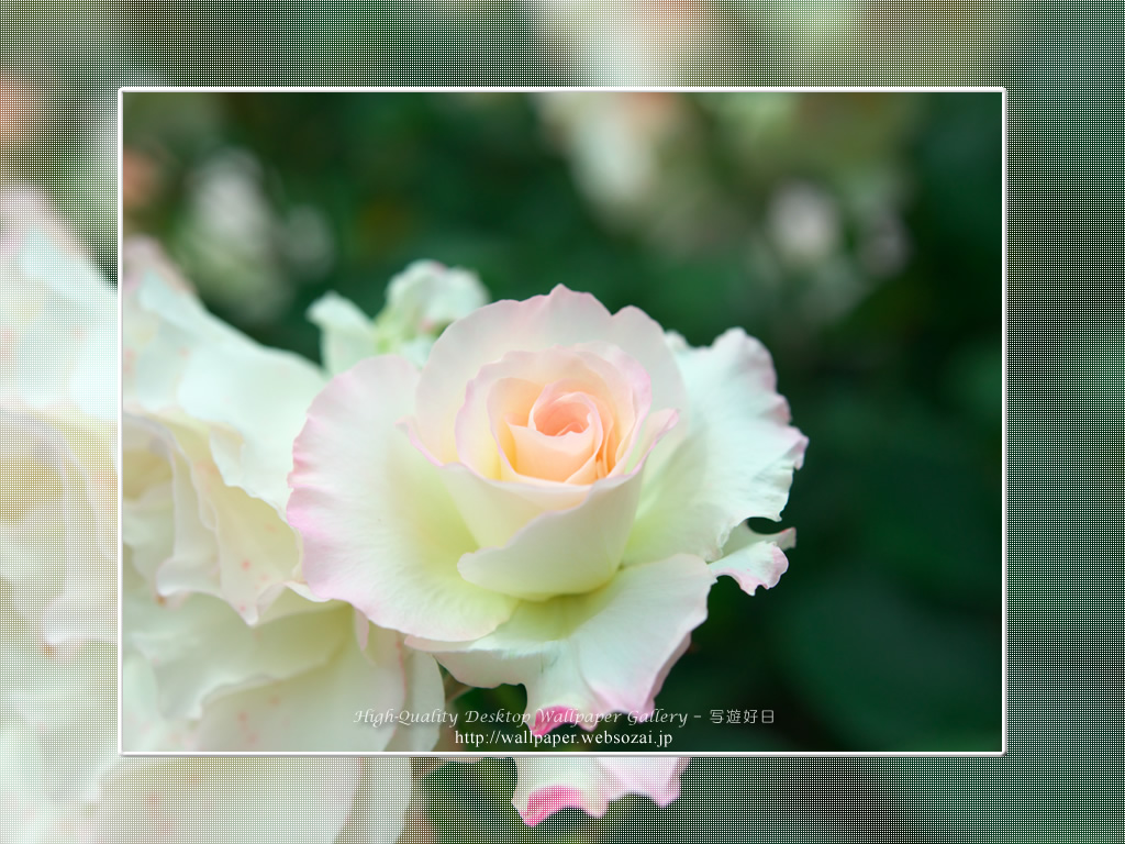 バラ・薔薇の壁紙/Wallpaper ofバラ・薔薇 | Rose-5 (1024×768)