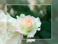 「バラ・薔薇」の壁紙ダウンロード | Go to the download page of Rose
