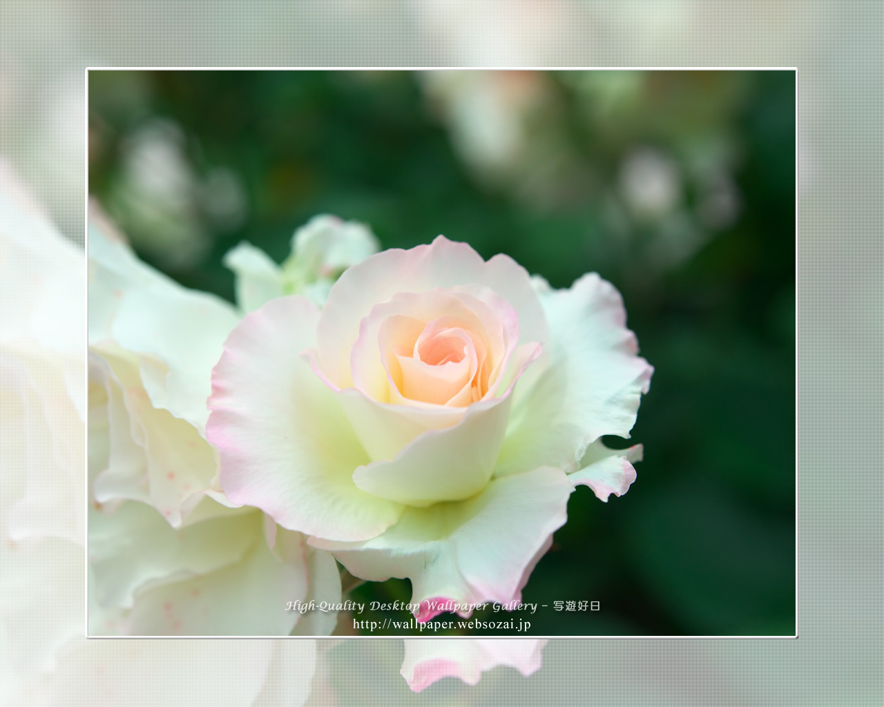 バラ・薔薇の壁紙/Wallpaper ofバラ・薔薇 | Rose-5 (1280×1024)