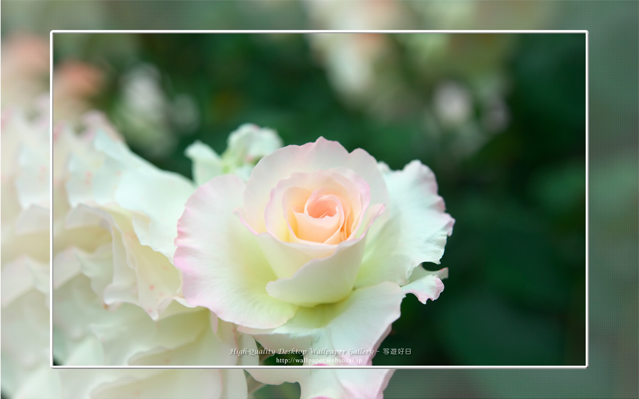 バラ・薔薇の壁紙/Wallpaper ofバラ・薔薇 | Rose-5 (1280×800)
