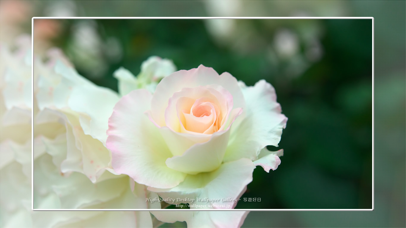 バラ・薔薇の壁紙/Wallpaper ofバラ・薔薇 | Rose-5 (1366×768)