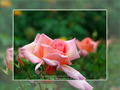 「バラ・薔薇」の壁紙ダウンロード | Go to the download page of Rose