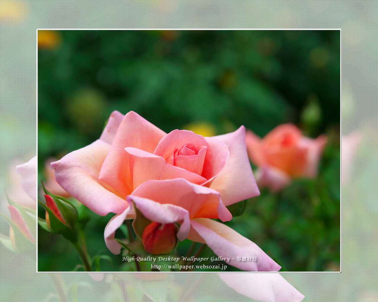 バラ・薔薇の壁紙/Wallpaper ofバラ・薔薇 | Rose-6 (1280×1024)
