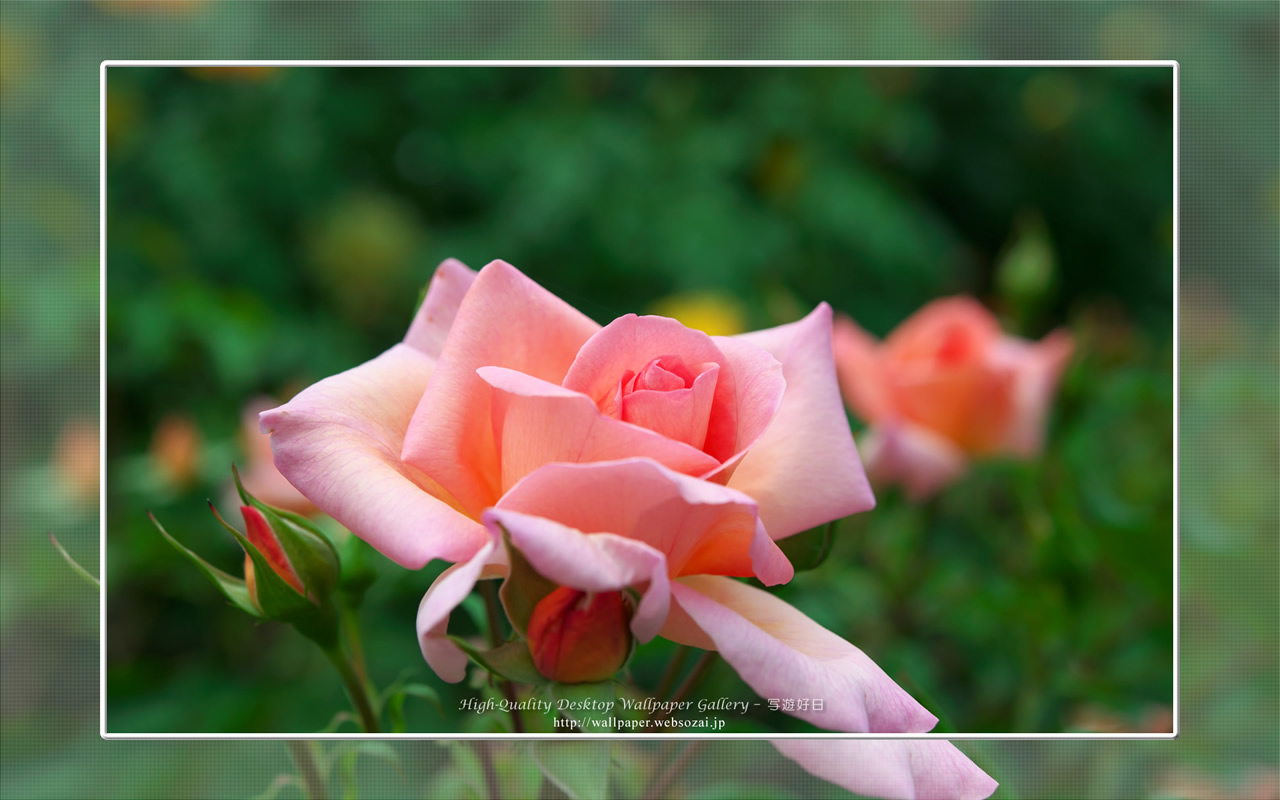 バラ・薔薇の壁紙/Wallpaper ofバラ・薔薇 | Rose-6 (1280×800)