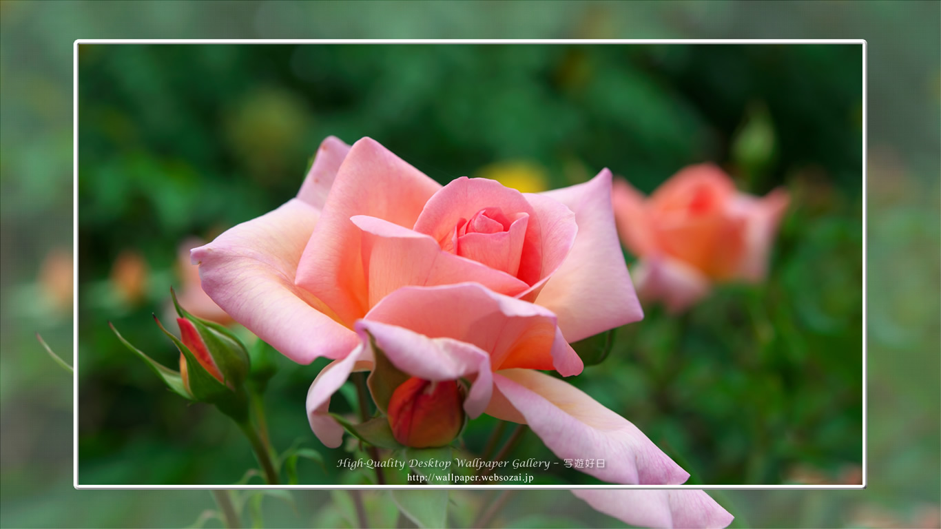バラ・薔薇の壁紙/Wallpaper ofバラ・薔薇 | Rose-6 (1366×768)
