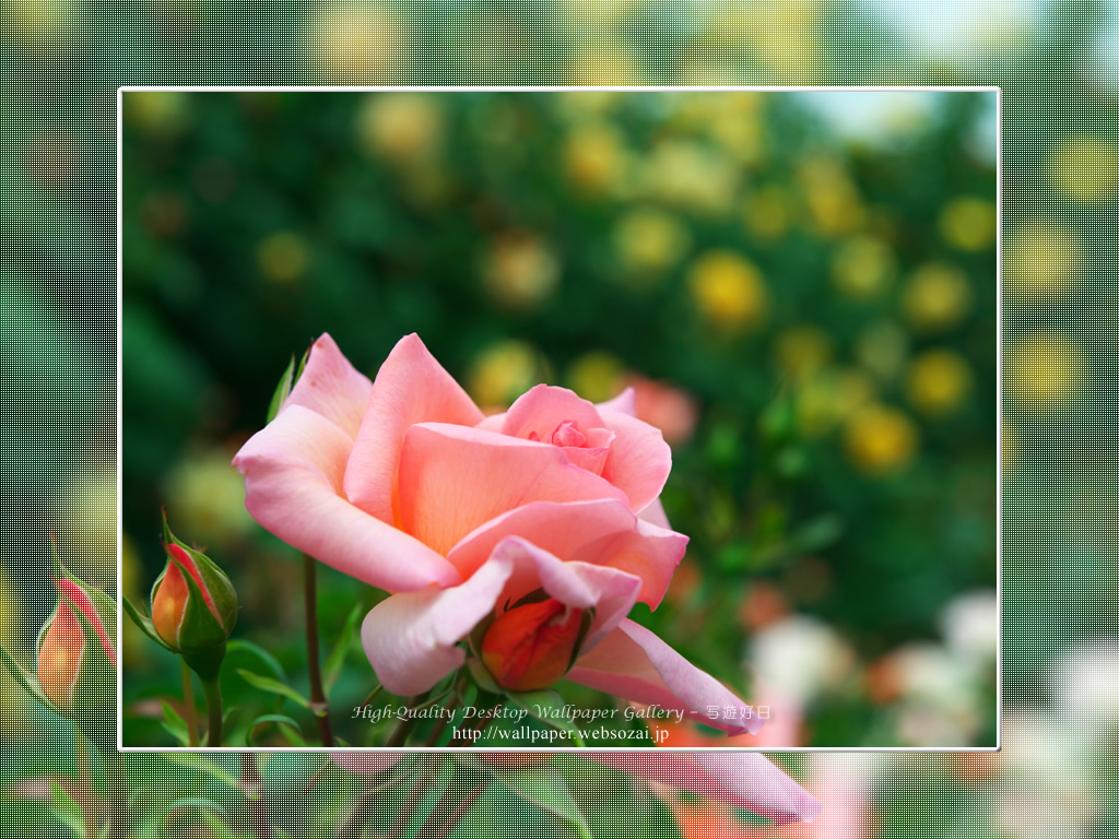 バラ・薔薇の壁紙/Wallpaper ofバラ・薔薇 | Rose-7 (1024×768)