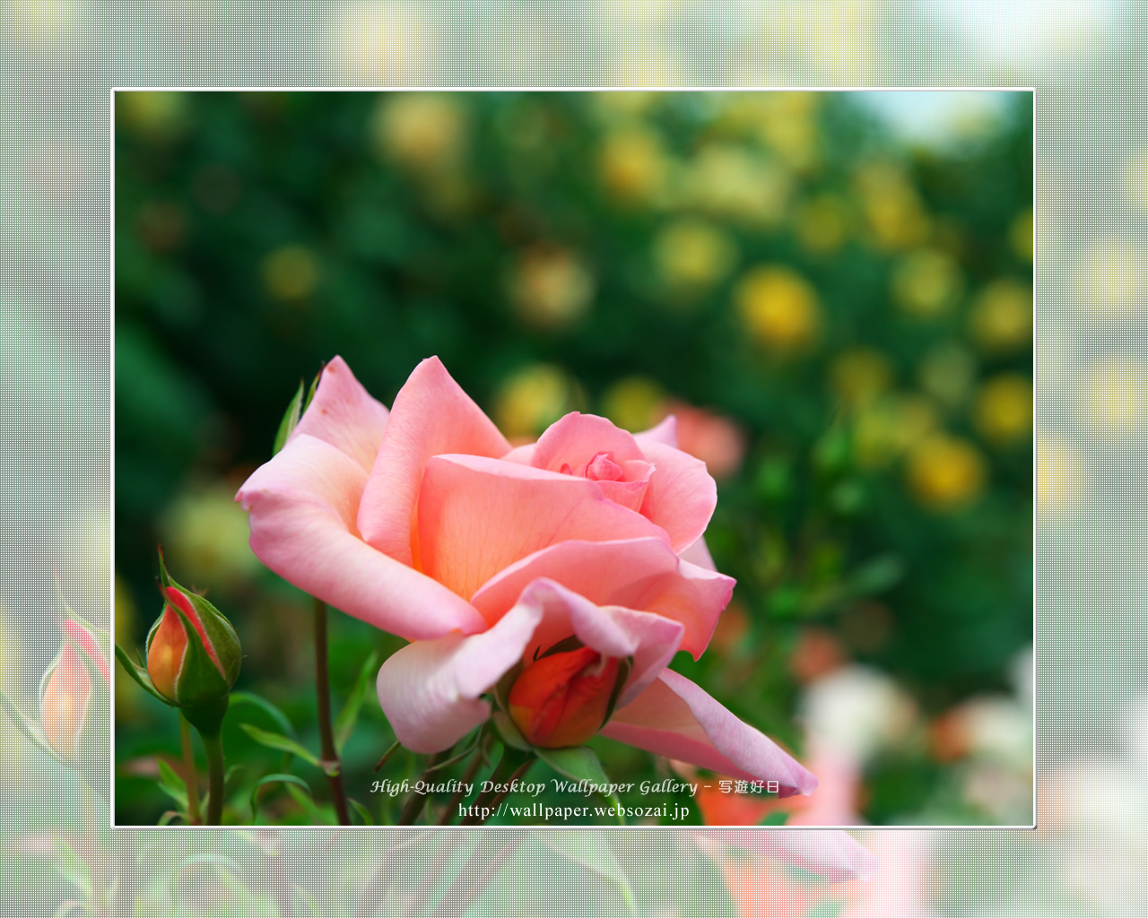 バラ・薔薇の壁紙/Wallpaper ofバラ・薔薇 | Rose-7 (1280×1024)