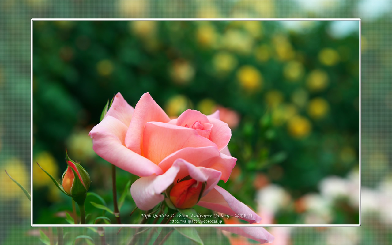 バラ・薔薇の壁紙/Wallpaper ofバラ・薔薇 | Rose-7 (1280×800)