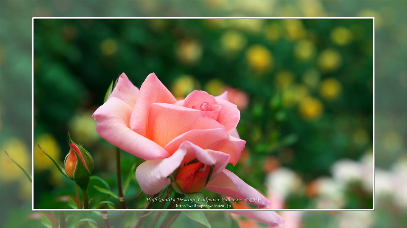 バラ・薔薇の壁紙/Wallpaper ofバラ・薔薇 | Rose-7 (1366×768)