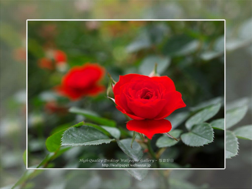 バラ・薔薇の壁紙/Wallpaper ofバラ・薔薇 | Rose-8 (1024×768)