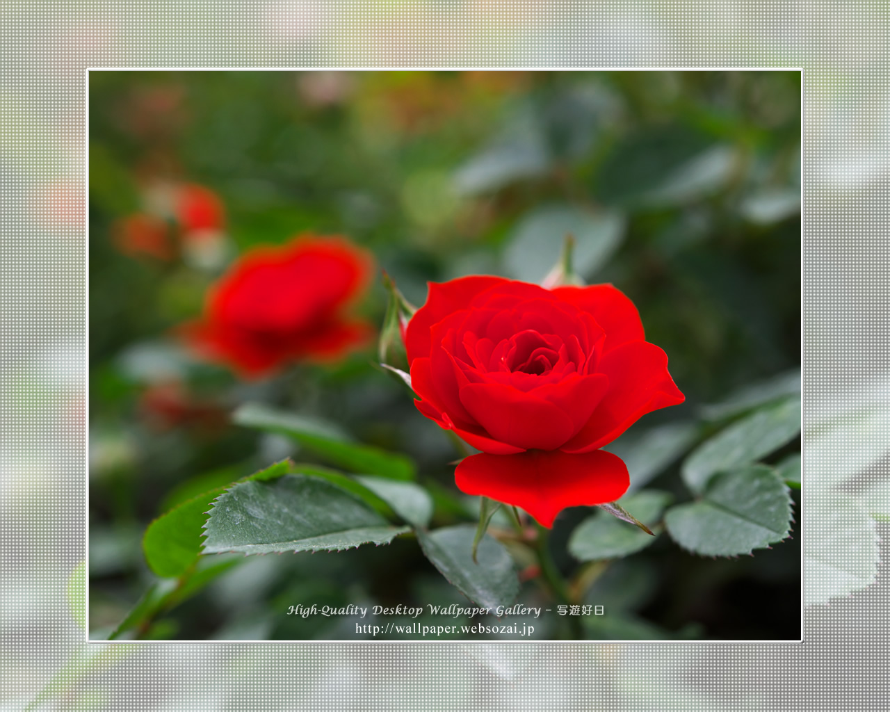 バラ・薔薇の壁紙／Wallpaper ofバラ・薔薇 | Rose-8 (1280×1024)