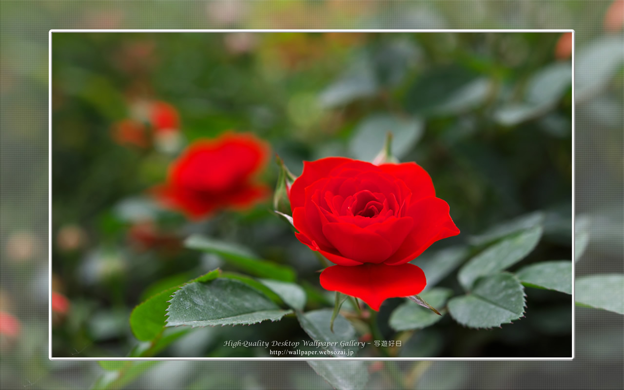 バラ・薔薇の壁紙/Wallpaper ofバラ・薔薇 | Rose-8 (1280×800)