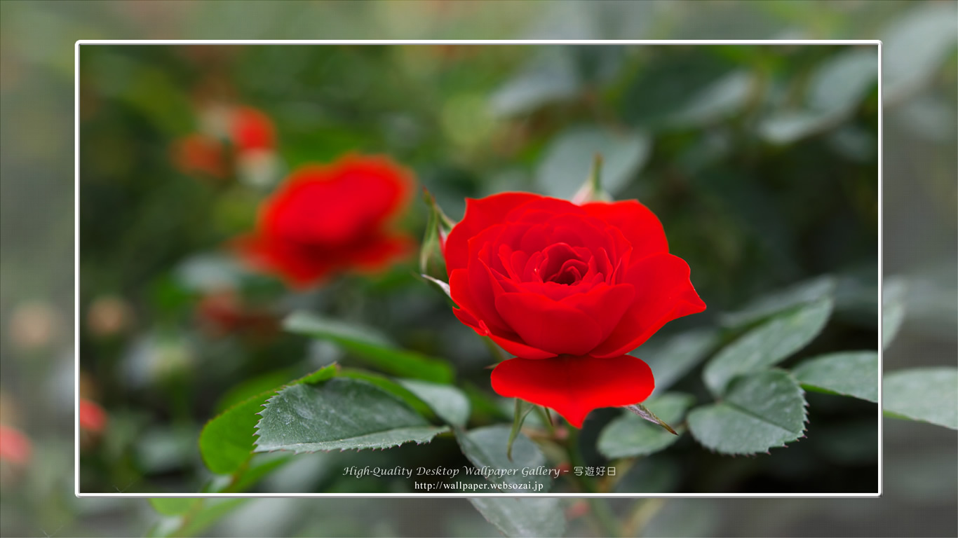 バラ・薔薇の壁紙/Wallpaper ofバラ・薔薇 | Rose-8 (1366×768)